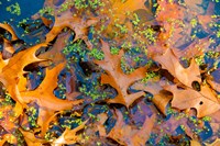 Fallen Fall Foliage In Pond Among Aquatic Plants Fine Art Print