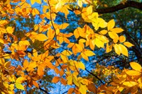 Sunlight Filtering Through Colorful Fall Foliage 1 Fine Art Print