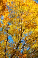 Sunlight Filtering Through Colorful Fall Foliage 2 Fine Art Print