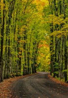 Covered Road Near Houghton, Michigan Fine Art Print