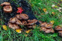 Golden Honey Mushrooms On Oak Trunk, Michigan Fine Art Print