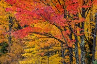 Fall Color On The Keweenaw Peninsula, Michigan Fine Art Print