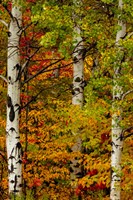 Fall Color On The Keweenaw Peninsula, Michigan Fine Art Print