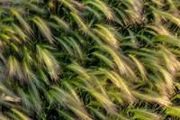 Close-Up Of Foxtail Barley, Medicine Lake National Wildlife Refuge, Montana Fine Art Print