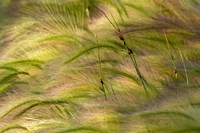 Close-Up Of Foxtail Barley, Medicine Lake National Wildlife Refuge, Montana Fine Art Print