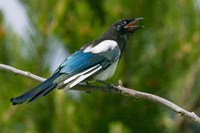 Bozeman, Montana Black-Billed Magpie Vocalizing Fine Art Print