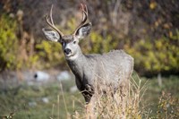 A Mule Deer Buck At National Bison Range, Montana Fine Art Print