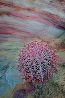 Nevada, Overton, Valley Of Fire State Park Multi-Colored Rock Formation And Cactus Fine Art Print