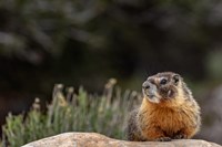 Yellow Bellied Marmot In Great Basin National Park, Nevada Fine Art Print