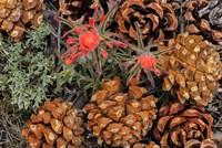 Indian Paintbrush And Pine Cones In Great Basin National Park, Nevada Fine Art Print
