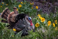 Tom Turkey In Breeding Plumage In Great Basin National Park, Nevada Fine Art Print