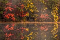 New Jersey, Belleplain State Fores,t Autumn Tree Reflections On Lake Fine Art Print