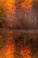 New Jersey, Belleplain State Forest, Autumn Tree Reflections On Lake Fine Art Print