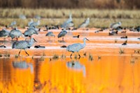 Sandhill Cranes In Water At Sunrise Fine Art Print
