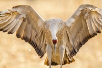 Close-Up Of Sandhill Crane Landing Fine Art Print