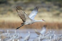 Sandhill Crane Flying Fine Art Print