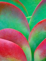 Oregon, Kalanchoe Succulent Plant Close-Up Fine Art Print