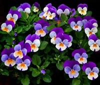 Oregon, Coos Bay Purple Violas Fine Art Print