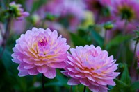 Oregon, Shore Acres State Park Dahlias In Garden Fine Art Print