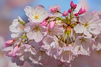 Oregon, Coos Bay Akebono Cherry Blossoms Close-Up Fine Art Print