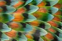 Lovebird Tail Feather Pattern, Bandon, Oregon Fine Art Print