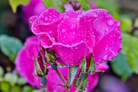 Rose With Dew Drops After Rain, Shore Acres State Park, Oregon Fine Art Print