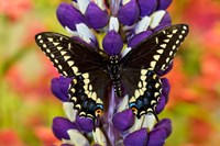 Swallowtail Butterfly, Papilio Polyxenes On Lupine, Bandon, Oregon Fine Art Print