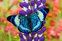 Butterfly, Panacea Procilla On Lupine, Bandon, Oregon Fine Art Print
