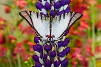 Eurytides Agesilaus Autosilaus Butterfly On Lupine, Bandon, Oregon Fine Art Print