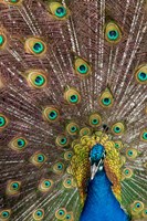 Male Peacock Fanning Out His Tail Feathers Fine Art Print