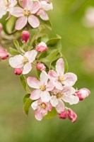 Hood River, Oregon, Close-Up Of Apple Blossoms Fine Art Print