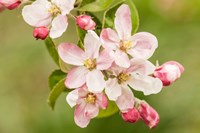 Hood River, Oregon, Apple Blossoms In The Nearby Fruit Loop Area Fine Art Print