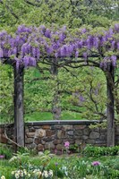 Wisteria In Full Bloom On Trellis Chanticleer Garden, Pennsylvania Fine Art Print