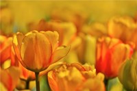 Tulip Garden, Longwood Gardens, Pennsylvania Fine Art Print