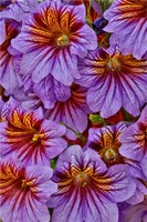 Painted Tongue In Longwood Gardens Conservatory, Pennsylvania Fine Art Print