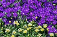 Bell Flowers And Yellow Daisies, Longwood Gardens, Pennsylvania Fine Art Print