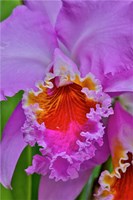 Orchids In Longwood Gardens Conservatory, Pennsylvania Fine Art Print