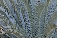 Palm Leaves In Silver Plant Display, Longwood Gardens, Pennsylvania Fine Art Print