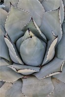 Silver Toned Succulent, Longwood Gardens Conservatory, Pennsylvania Fine Art Print
