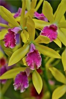 Orchids In Longwood Gardens Conservatory, Pennsylvania Fine Art Print