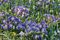 Blooming Columbine, Longwood Gardens, Pennsylvania Fine Art Print