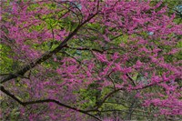 Redbud Tree In Full Bloom, Longwood Gardens, Pennsylvania Fine Art Print