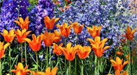 Tulip Garden, Pennsylvania Fine Art Print