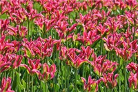 Tulip Garden, Longwood Gardens, Pennsylvania Fine Art Print