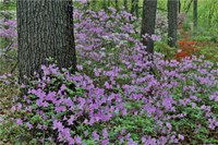 Azaleas In Bloom, Jenkins Arboretum And Garden, Pennsylvania Fine Art Print