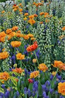 Springtime Bloom Next To Chanticleer House, Chanticleer Garden, Pennsylvania Fine Art Print