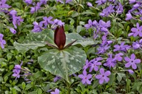 Red Trillium And Blue Phlox Chanticleer Garden, Pennsylvania Fine Art Print