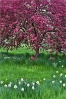 Springtime Crabapple In Rose Blooming, Chanticleer Garden, Pennsylvania Fine Art Print