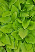 Lime Green Hosta, Chanticleer Garden, Wayne, Pennsylvania Fine Art Print