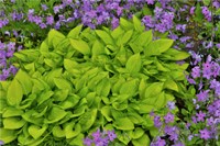 Spring Colors, Chanticleer Garden, Pennsylvania 2 Fine Art Print